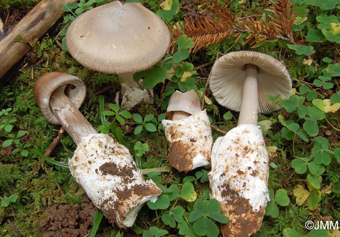 Amanita pachyvolvata