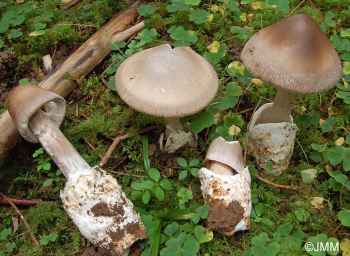 Amanita pachyvolvata