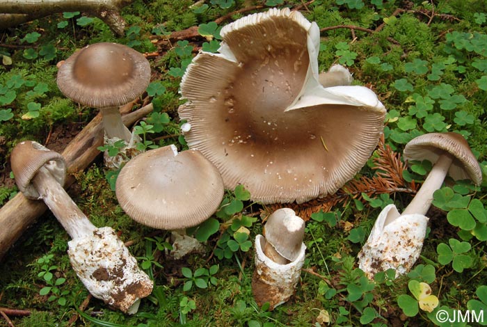 Amanita pachyvolvata