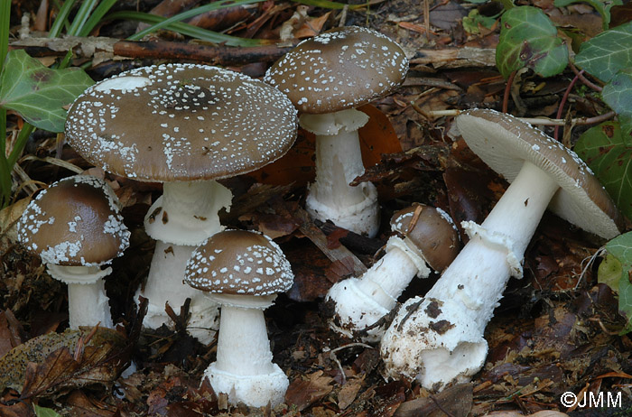 Amanita pantherina