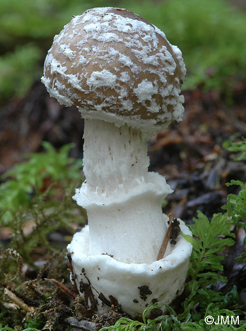 Amanita pantherina 