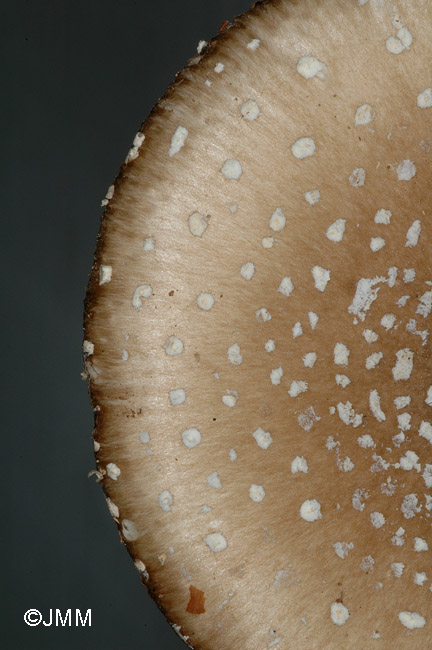 Amanita pantherina