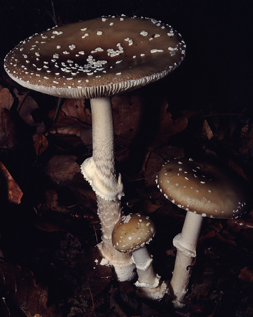 Amanita pantherina