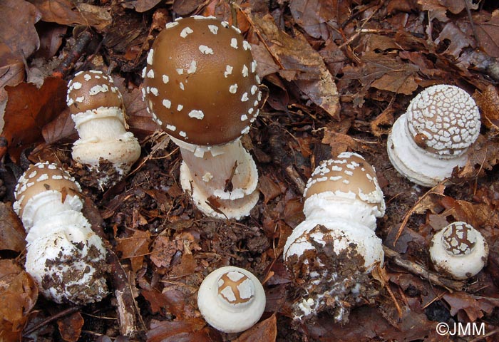 Amanita pantherina