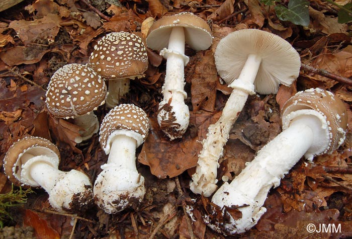 Amanita pantherina