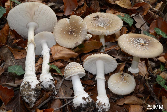 Amanita pantherina