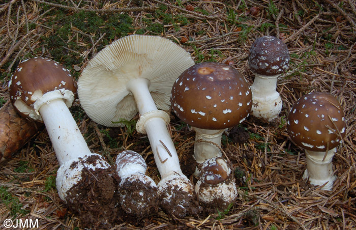 Amanita pantherina f. abietum