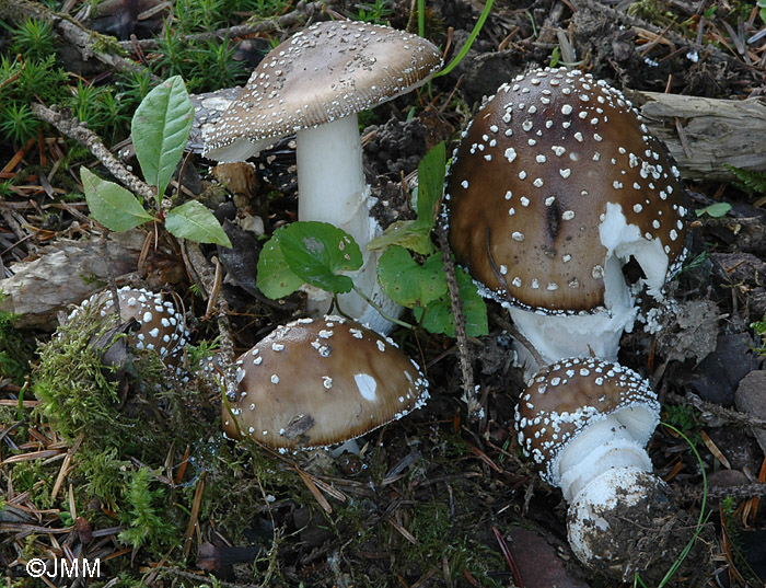 Amanita pantherina f. abietum