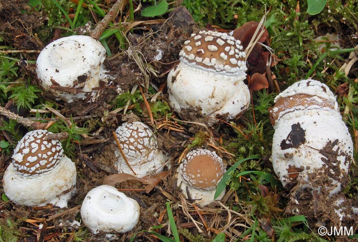 Amanita pantherina f. abietum