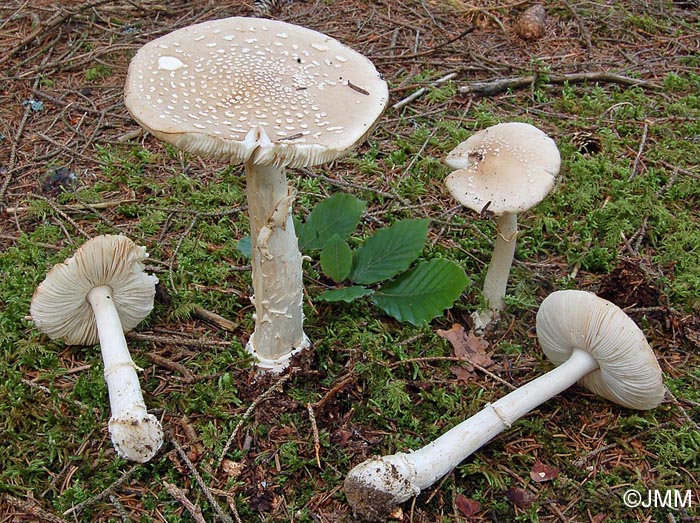 Amanita pantherina f. albida