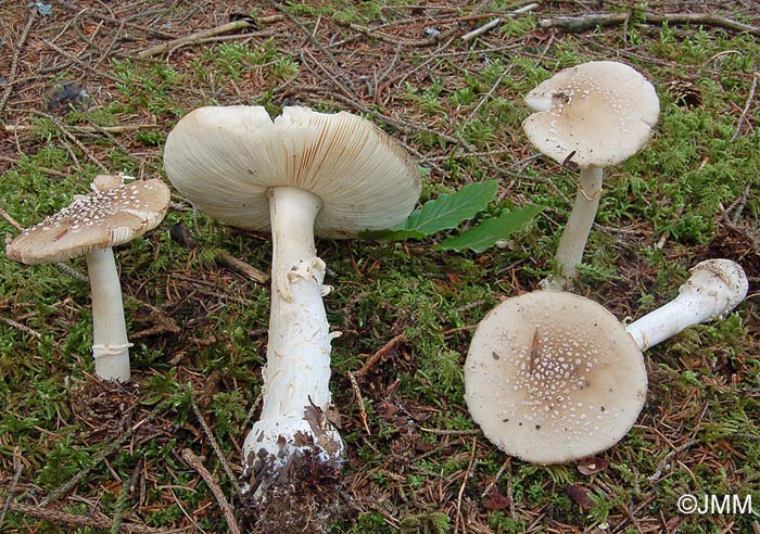 Amanita pantherina f. albida