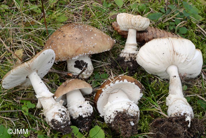 Amanita pantherina cf. abietum