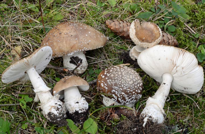 Amanita pantherina cf. abietum