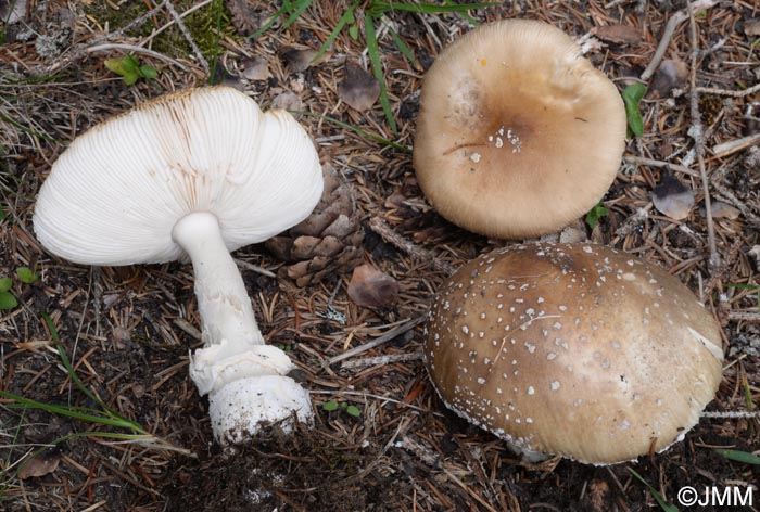 Amanita pantherina cf. abietum