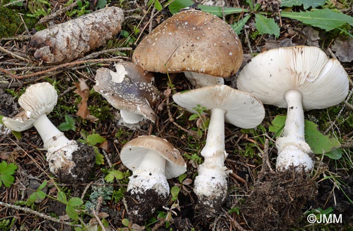 Amanita pantherina cf. abietum