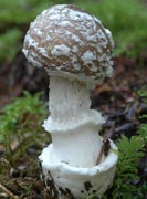 Amanita pantherina