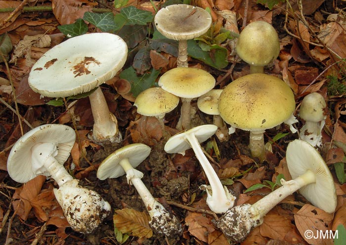 Amanita phalloides : variations de couleurs