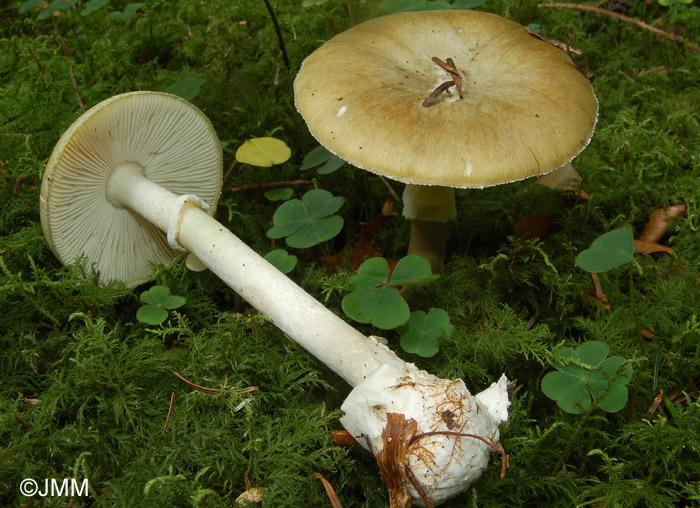 Amanita phalloides