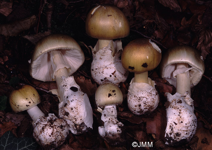 Amanita phalloides