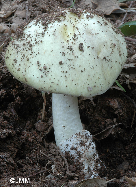 Amanita phalloides