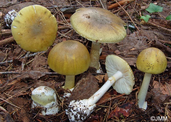 Amanita phalloides