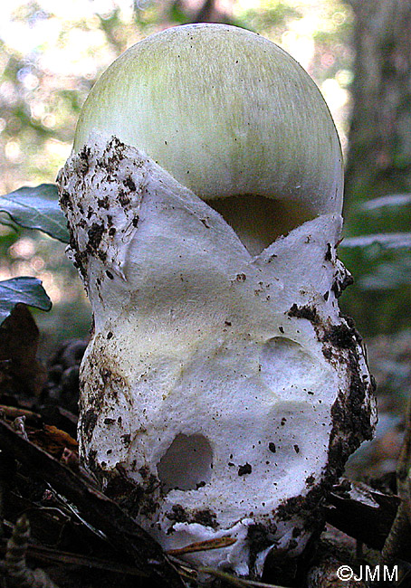 Amanita phalloides