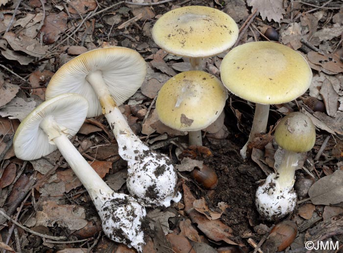 Amanita phalloides