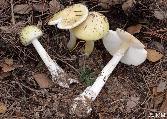 Amanita phalloides