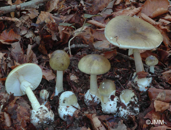 Amanita phalloides