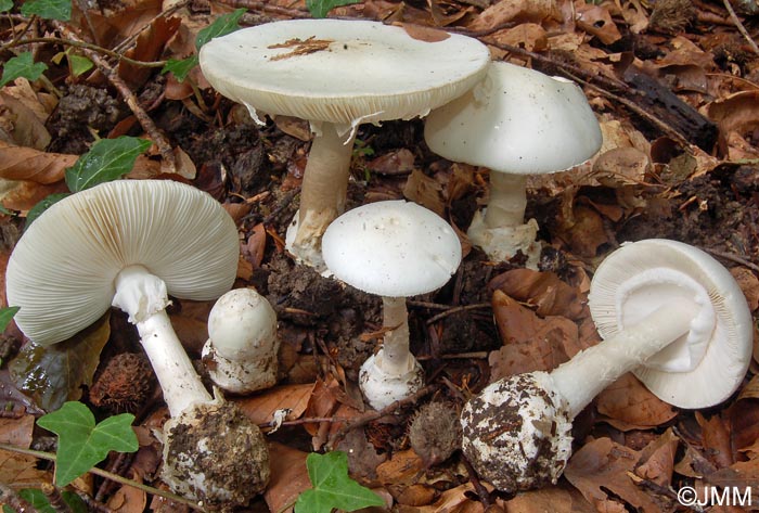 Amanita phalloides var. alba