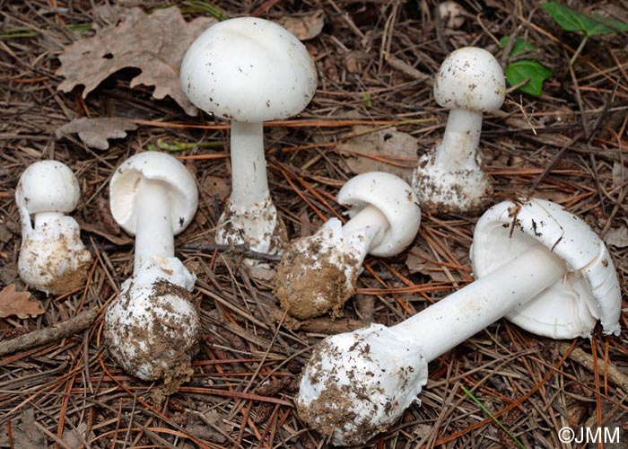 Amanita phalloides var. alba