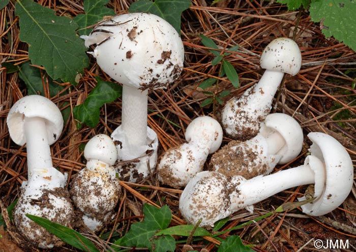 Amanita phalloides var. alba