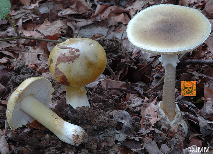 Tricholoma sejunctum (gauche) et  Amanita phalloides (droite)