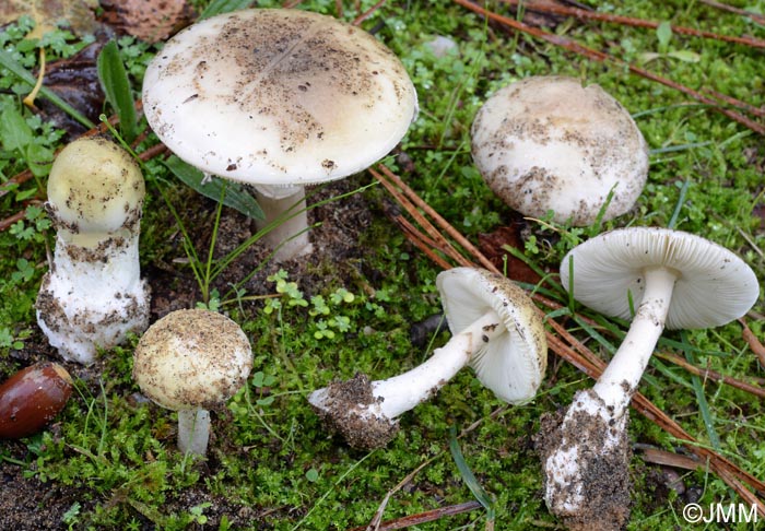 Amanita phalloides var. larroquei