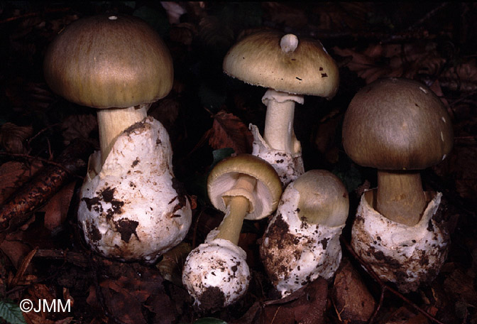 Amanita phalloides