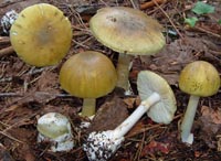 Amanita phalloides