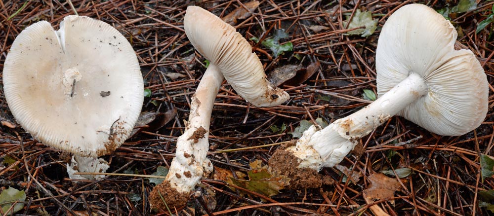 Amanita pini