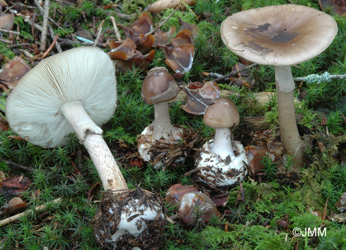 Amanita porphyria