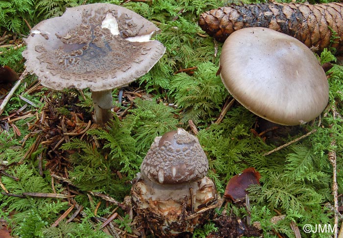 Amanita porphyria