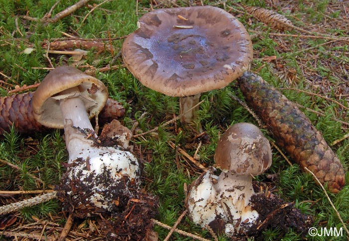 Amanita porphyria