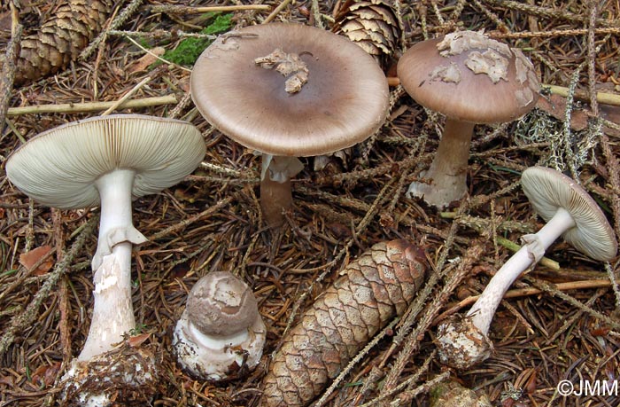 Amanita porphyria