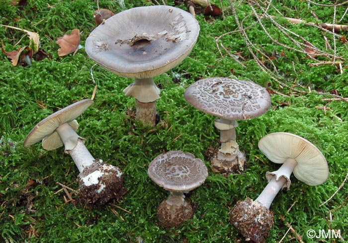 Amanita porphyria