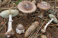 Amanita porphyria