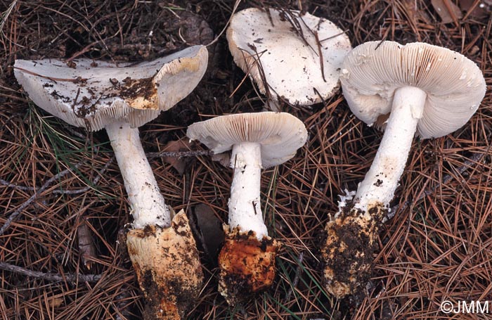 Amanita proxima