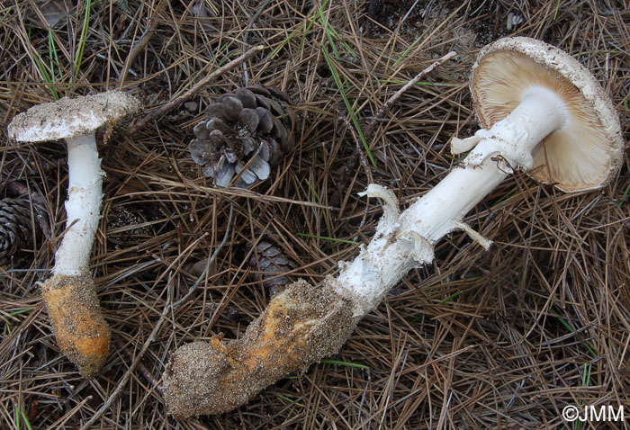 Amanita proxima