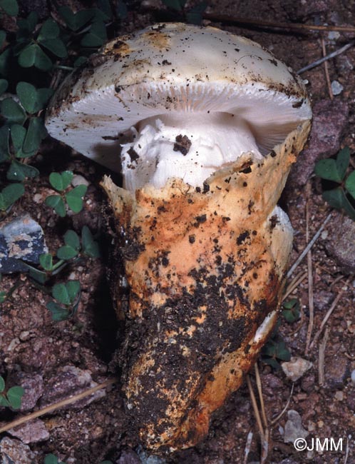 Amanita proxima