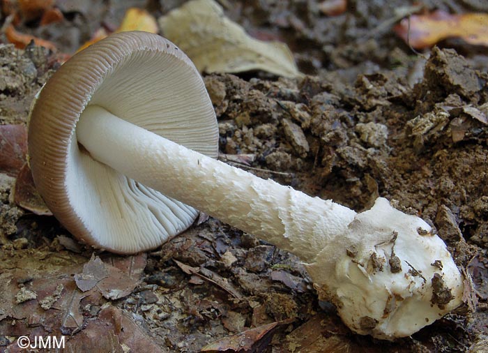 Amanita pseudofriabilis