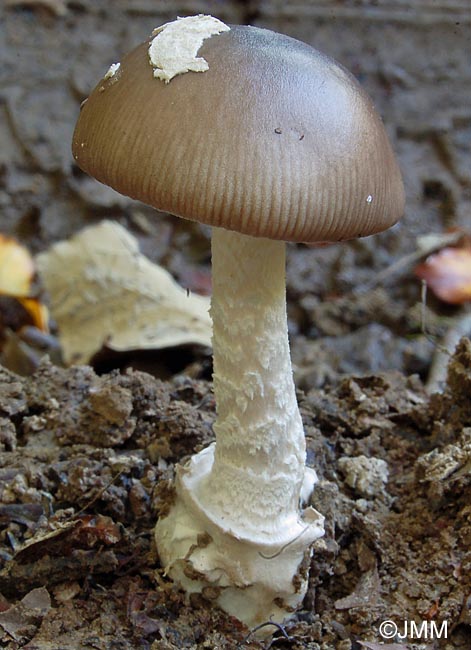 Amanita pseudofriabilis