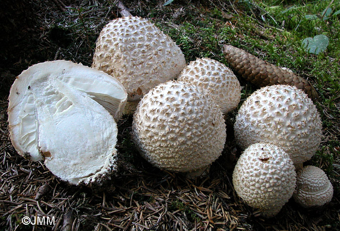 Amanita pseudoregalis 