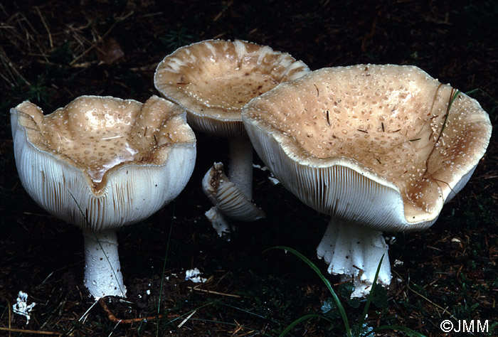 Amanita pseudoregalis 